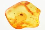 Detailed Fossil Ant (Formicidae) In Baltic Amber #381514-1